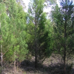 Callitris endlicheri at Stromlo, ACT - 3 Feb 2022