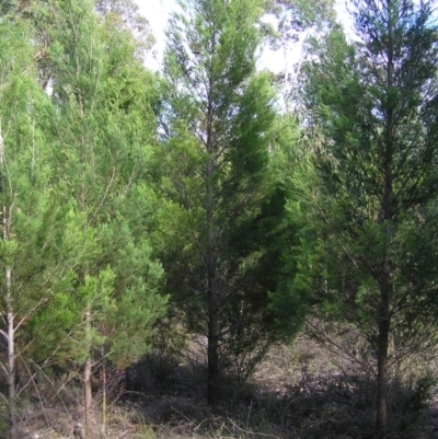 Callitris endlicheri (Black Cypress Pine) at Piney Ridge - 2 Feb 2022 by MatthewFrawley