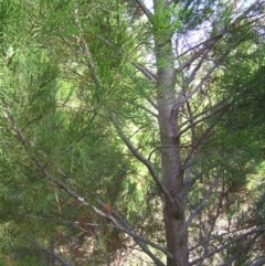 Callitris endlicheri at Stromlo, ACT - 3 Feb 2022