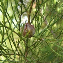 Callitris endlicheri at Stromlo, ACT - 3 Feb 2022