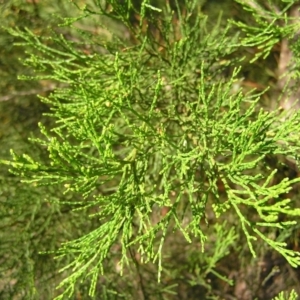 Callitris endlicheri at Stromlo, ACT - 3 Feb 2022