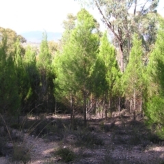 Callitris endlicheri at Stromlo, ACT - 3 Feb 2022 09:20 AM