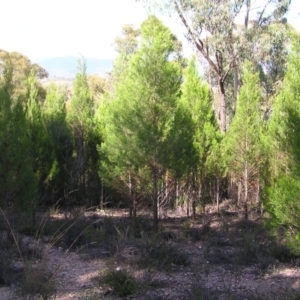 Callitris endlicheri at Stromlo, ACT - 3 Feb 2022