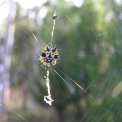 Austracantha minax (Christmas Spider, Jewel Spider) at Block 402 - 2 Feb 2022 by MatthewFrawley