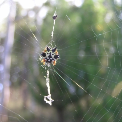 Austracantha minax (Christmas Spider, Jewel Spider) at Block 402 - 2 Feb 2022 by MatthewFrawley