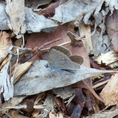 Zizina otis (Common Grass-Blue) at Aranda, ACT - 2 Feb 2022 by KMcCue