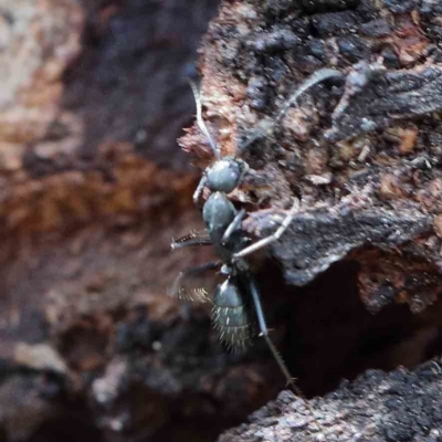 Camponotus sp. (genus) (A sugar ant) at Blue Gum Point to Attunga Bay - 22 Jan 2022 by ConBoekel