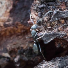 Camponotus sp. (genus) (A sugar ant) at Attunga Point - 22 Jan 2022 by ConBoekel