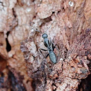 Camponotus sp. (genus) at Yarralumla, ACT - 22 Jan 2022