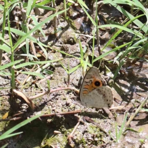 Junonia villida at Yarralumla, ACT - 22 Jan 2022