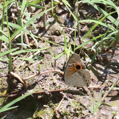 Junonia villida (Meadow Argus) at Yarralumla, ACT - 22 Jan 2022 by ConBoekel