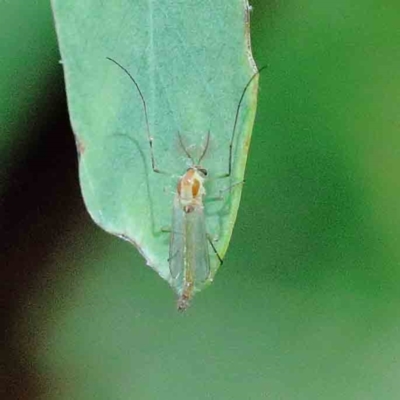 Chironomidae (family) (Non-biting Midge) at Blue Gum Point to Attunga Bay - 22 Jan 2022 by ConBoekel