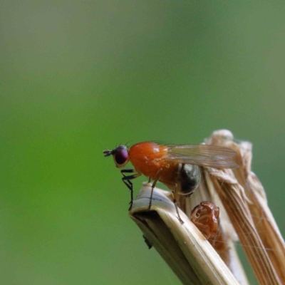 Sapromyza sp. (genus) (A lauxaniid fly) at Blue Gum Point to Attunga Bay - 22 Jan 2022 by ConBoekel