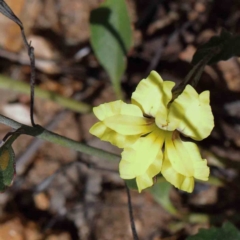 Goodenia hederacea subsp. hederacea (Ivy Goodenia, Forest Goodenia) at Yarralumla, ACT - 22 Jan 2022 by ConBoekel