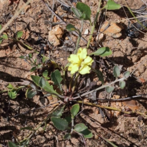 Goodenia hederacea subsp. hederacea at Yarralumla, ACT - 22 Jan 2022