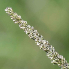 Sporobolus sp. (A Rat's Tail Grass) at Lake Burley Griffin West - 22 Jan 2022 by ConBoekel