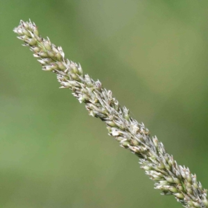 Sporobolus sp. at Yarralumla, ACT - 22 Jan 2022