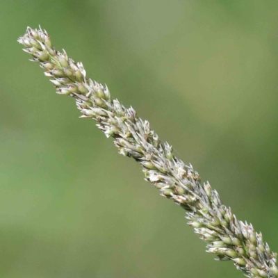 Sporobolus sp. (A Rat's Tail Grass) at Yarralumla, ACT - 22 Jan 2022 by ConBoekel