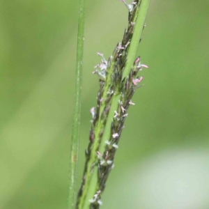 Sporobolus sp. at Yarralumla, ACT - 22 Jan 2022