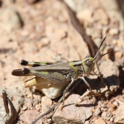Chortoicetes terminifera (Australian Plague Locust) at Lake Burley Griffin West - 22 Jan 2022 by ConBoekel