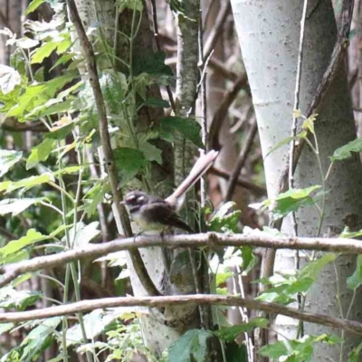 Rhipidura albiscapa (Grey Fantail) at Yarralumla, ACT - 22 Jan 2022 by ConBoekel