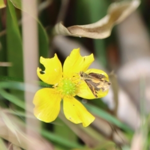 Ocybadistes walkeri at Mongarlowe, NSW - 3 Feb 2022