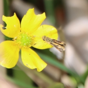 Ocybadistes walkeri at Mongarlowe, NSW - suppressed