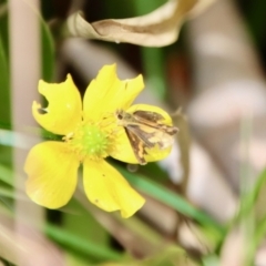 Ocybadistes walkeri at Mongarlowe, NSW - 3 Feb 2022