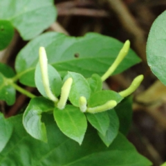 Lonicera japonica (Japanese Honeysuckle) at Lake Burley Griffin West - 22 Jan 2022 by ConBoekel