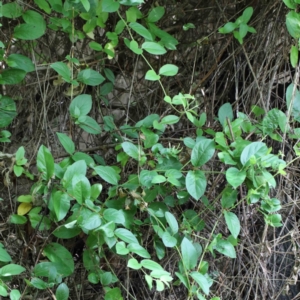 Lonicera japonica at Yarralumla, ACT - 22 Jan 2022