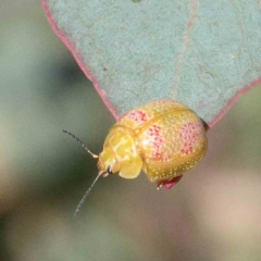 Paropsisterna fastidiosa (Eucalyptus leaf beetle) at Lake Burley Griffin West - 22 Jan 2022 by ConBoekel