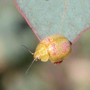 Paropsisterna fastidiosa at Yarralumla, ACT - 22 Jan 2022