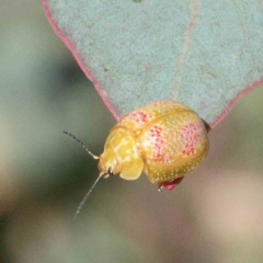 Paropsisterna fastidiosa (Eucalyptus leaf beetle) at Yarralumla, ACT - 22 Jan 2022 by ConBoekel