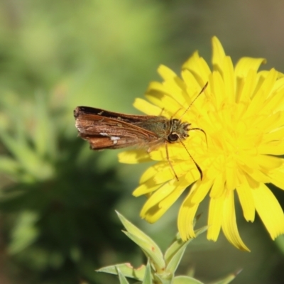 Dispar compacta (Barred Skipper) at Mongarlowe River - 3 Feb 2022 by LisaH