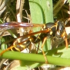 Polistes (Polistes) chinensis (Asian paper wasp) at Mount Jerrabomberra - 3 Feb 2022 by TmacPictures