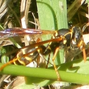 Polistes (Polistes) chinensis at Jerrabomberra, NSW - 3 Feb 2022