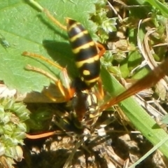 Polistes (Polistes) chinensis at Jerrabomberra, NSW - 3 Feb 2022