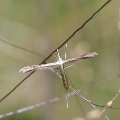 Platyptilia celidotus (Plume Moth) at Yarralumla, ACT - 22 Jan 2022 by ConBoekel