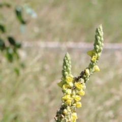 Verbascum thapsus subsp. thapsus (Great Mullein, Aaron's Rod) at Lake Burley Griffin West - 22 Jan 2022 by ConBoekel