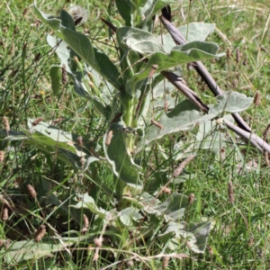 Verbascum thapsus subsp. thapsus at Yarralumla, ACT - 22 Jan 2022