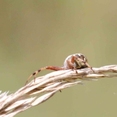 Araneus hamiltoni (Hamilton's Orb Weaver) at Lake Burley Griffin West - 22 Jan 2022 by ConBoekel