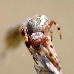 Araneus hamiltoni at Yarralumla, ACT - 22 Jan 2022