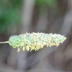 Phalaris aquatica (Phalaris, Australian Canary Grass) at Blue Gum Point to Attunga Bay - 22 Jan 2022 by ConBoekel