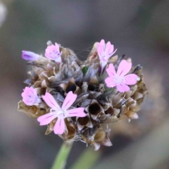 Petrorhagia nanteuilii (Proliferous Pink, Childling Pink) at Yarralumla, ACT - 22 Jan 2022 by ConBoekel