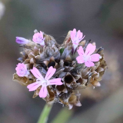 Petrorhagia nanteuilii (Proliferous Pink, Childling Pink) at Lake Burley Griffin West - 22 Jan 2022 by ConBoekel