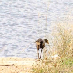 Porphyrio melanotus (Australasian Swamphen) at Yarralumla, ACT - 22 Jan 2022 by ConBoekel