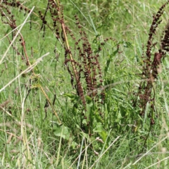 Rumex crispus (Curled Dock) at Yarralumla, ACT - 22 Jan 2022 by ConBoekel