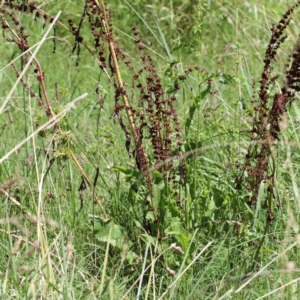 Rumex crispus at Yarralumla, ACT - 22 Jan 2022 02:55 PM