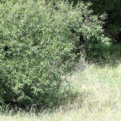 Salix nigra (Black Willow) at Blue Gum Point to Attunga Bay - 22 Jan 2022 by ConBoekel