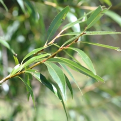Salix nigra at Yarralumla, ACT - 22 Jan 2022